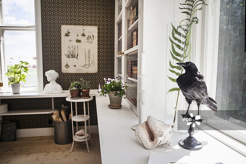 窗台玻璃花瓶里的乌鸦标本和蕨叶标本;靠墙的l形长桌，背景是盆栽图片素材