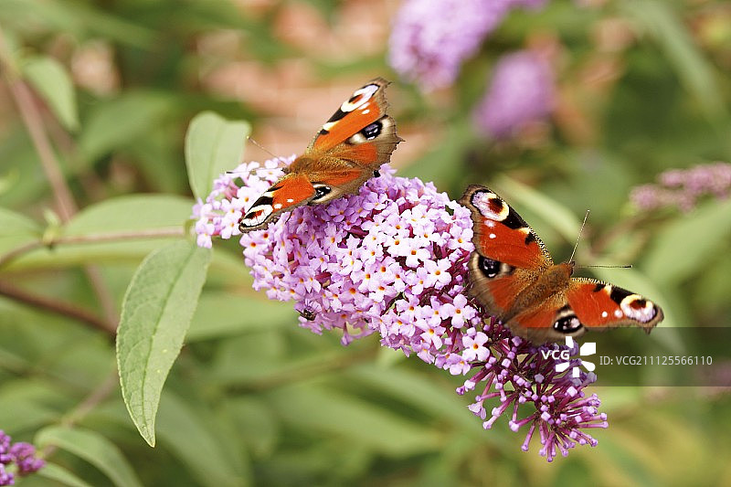 两只孔雀蝴蝶在开花的醉蝶上图片素材
