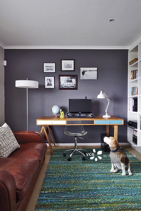 书桌与彩色的抽屉前和转椅与透明的贝壳座位与灰色墙壁和狗在皮革沙发前地毯图片素材