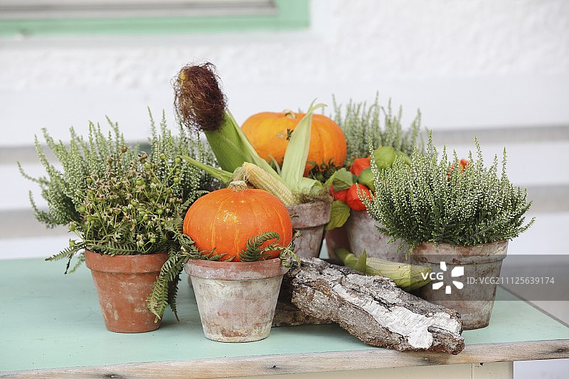 古老的木桌上摆放着秋季的植物，白色的石南丛、橙色的南瓜、玉米芯和树皮图片素材