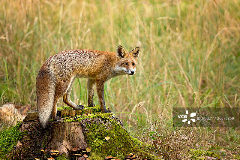 红狐狸图片素材