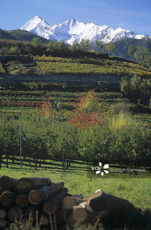 艾马维尔葡萄酒种植区，奥斯塔谷，意大利图片素材