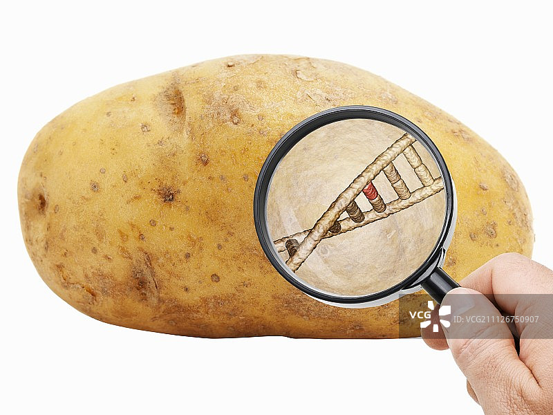 马铃薯前面的放大镜显示DNA链图片素材