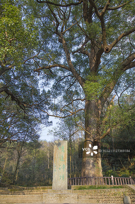 樟树,晓起村,婺源,江西省,中国图片素材