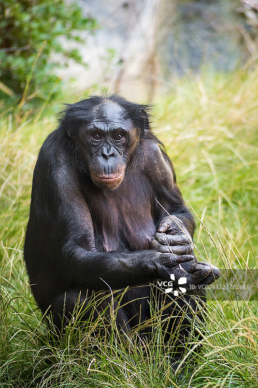 友好的脸倭黑猩猩图片素材