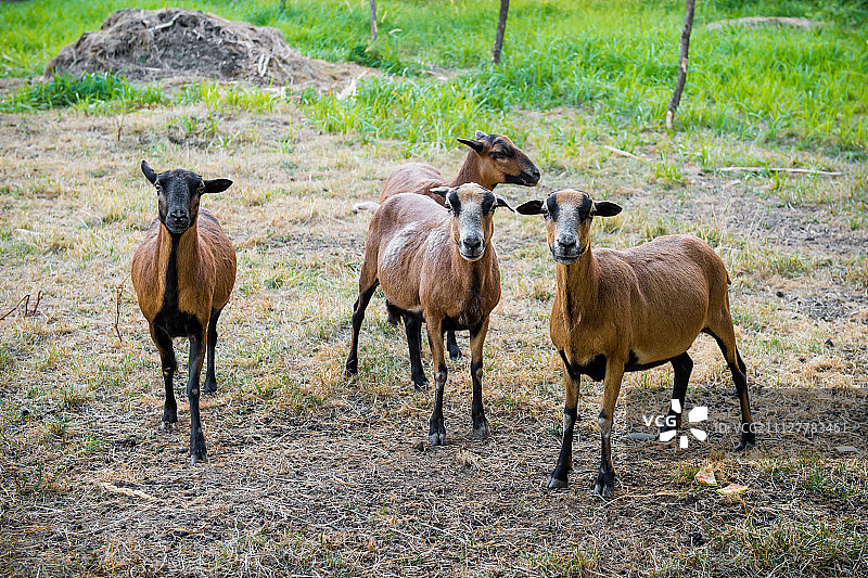 一群好奇的巴巴多岛黑腹绵羊图片素材