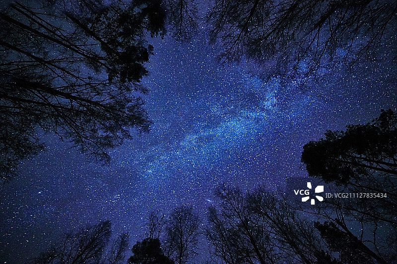 夜空与银河之上，森林和树木环绕图片素材