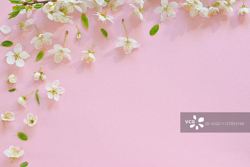 粉红色背景上的樱花图片素材