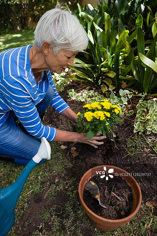 高角度的年长妇女种植黄花在后院图片素材