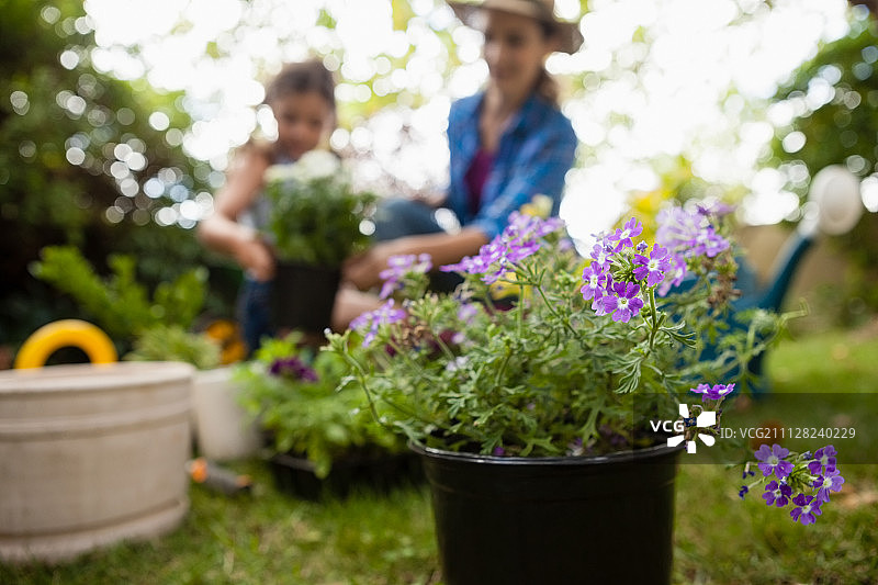 特写的紫色开花植物与母亲和女儿园艺背景图片素材