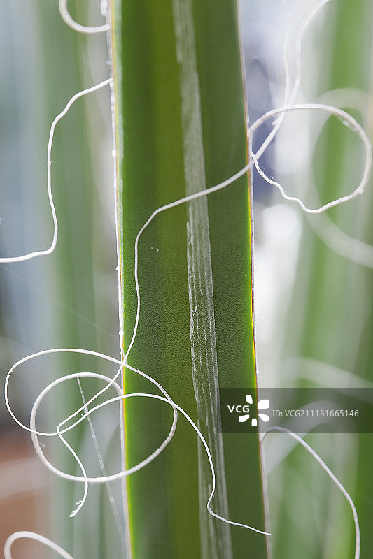 龙舌兰geminiflora。深绿色叶的细节，白色边缘有毛状纤维扭曲。图片素材