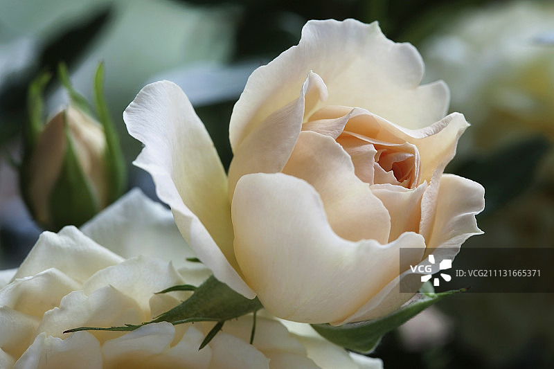 玫瑰，罗莎“生日快乐”，侧视图的一个浅粉红色的花开放。图片素材