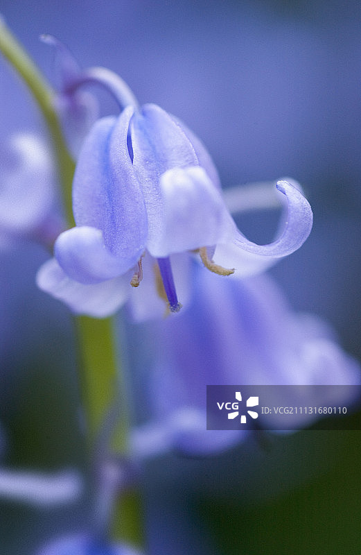 蓝铃花，英语蓝铃花，非脚本的风信子。图片素材