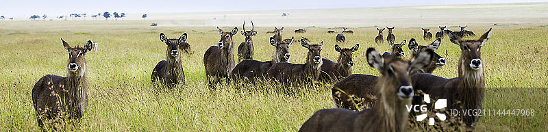 非洲大羚羊图片素材