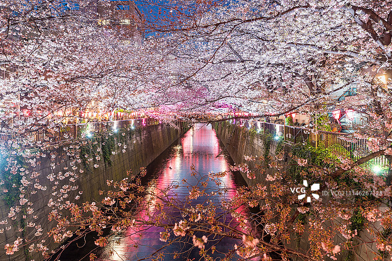 日本东京的目黑运河，夜晚樱花盛开。撒图片素材