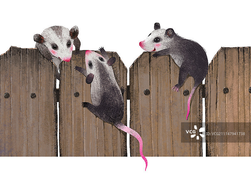 背景分离动物系列组图共3000多幅-嬉戏中的小负鼠图片素材