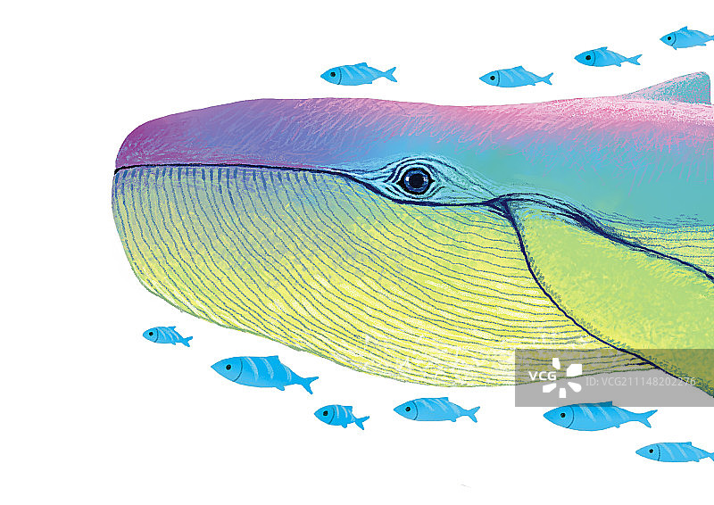 背景分离动物系列组图共3000多幅-蓝鲸和小鱼图片素材