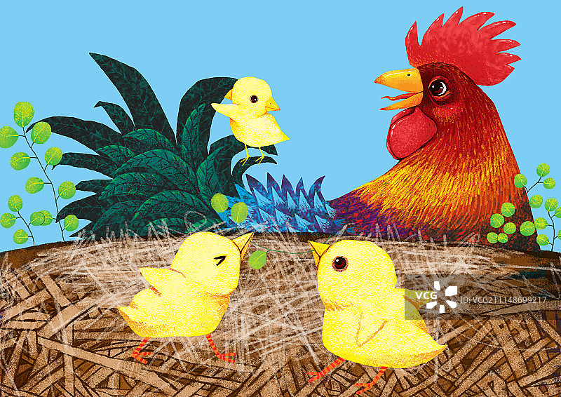 动物插画系列作品共3000幅-公鸡和小鸡图片素材