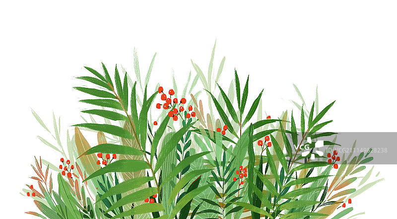 植物插画3图片素材