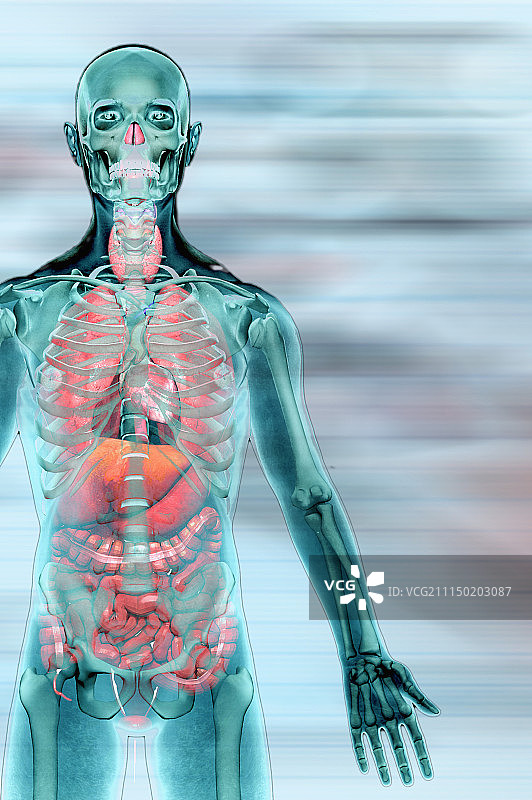 医学准确的人体器官的插图图片素材