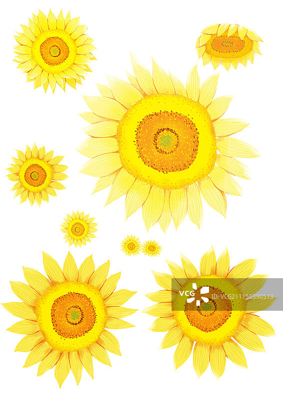 唯美背景元素组图共3000多幅-向日葵花图片素材