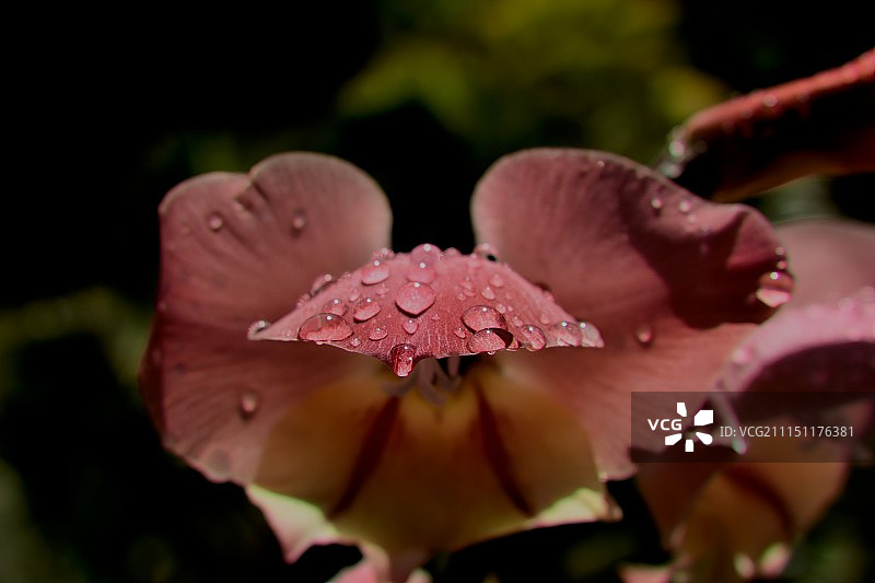 湿粉色花朵特写镜头图片素材