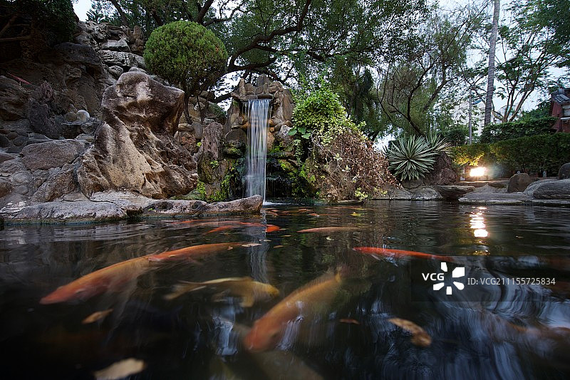 锦鲤在池塘游泳的景色图片素材