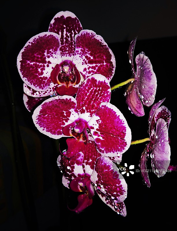 黑色背景上的粉红色兰花的特写图片素材