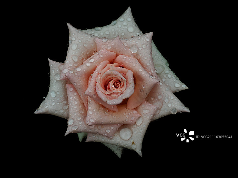 特写的玫瑰与雨滴图片素材