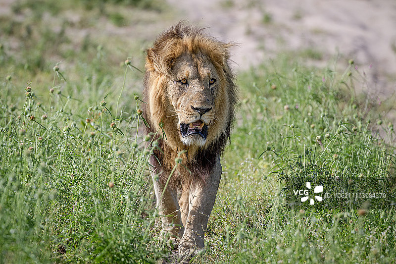 狮子走在热带草原的小路上图片素材