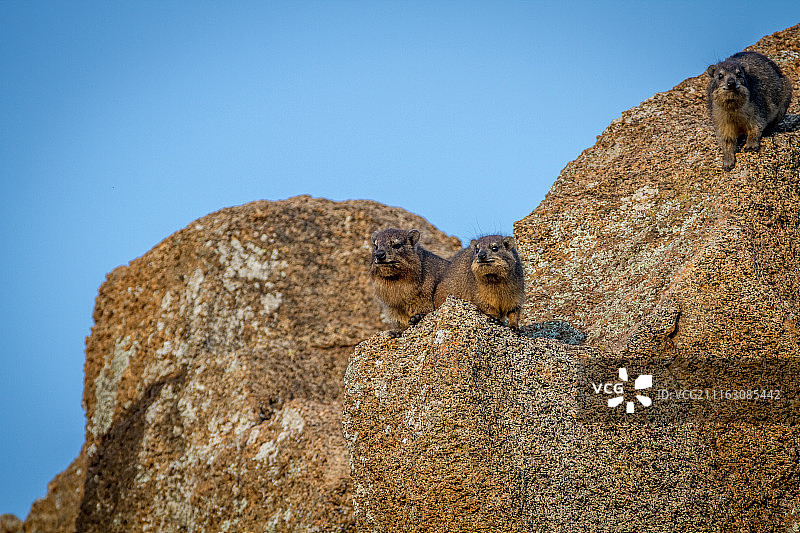 Rock Dassies坐在岩石上图片素材