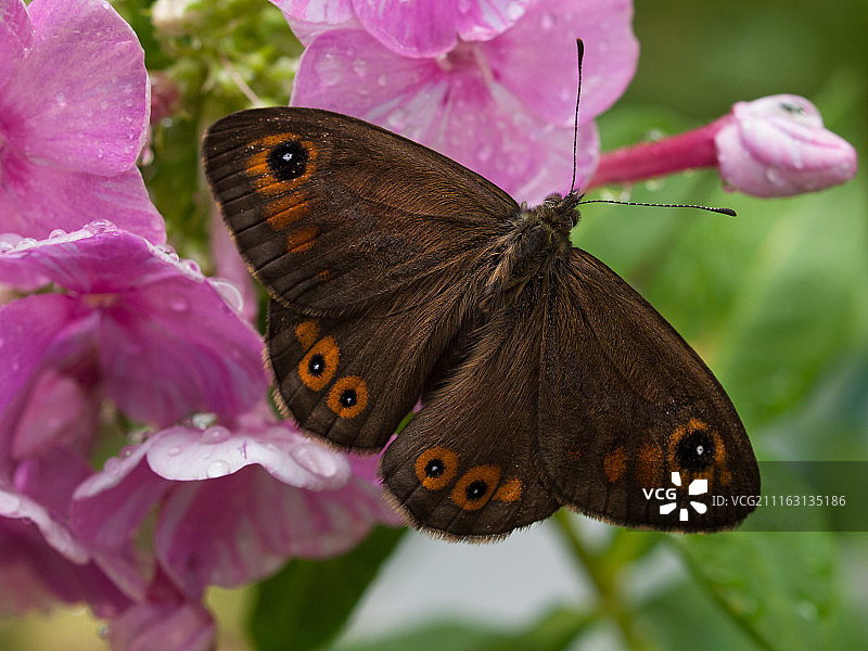 棕色蝴蝶的特写图片素材