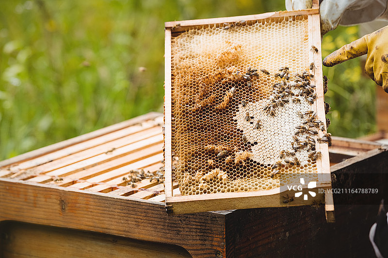 养蜂人饲养和检查蜂箱图片素材