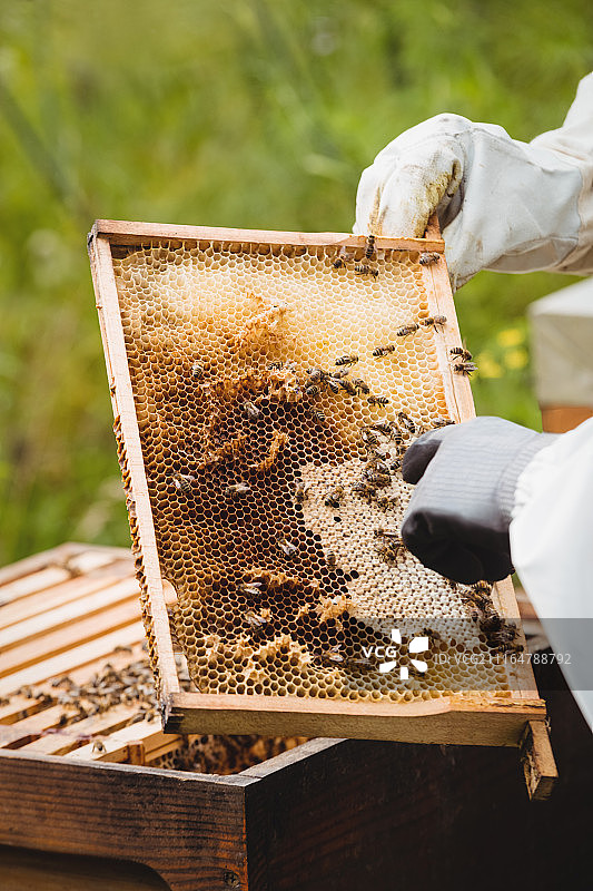 养蜂人饲养和检查蜂箱图片素材