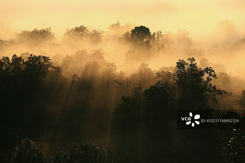 透过薄雾和树林的阳光图片素材