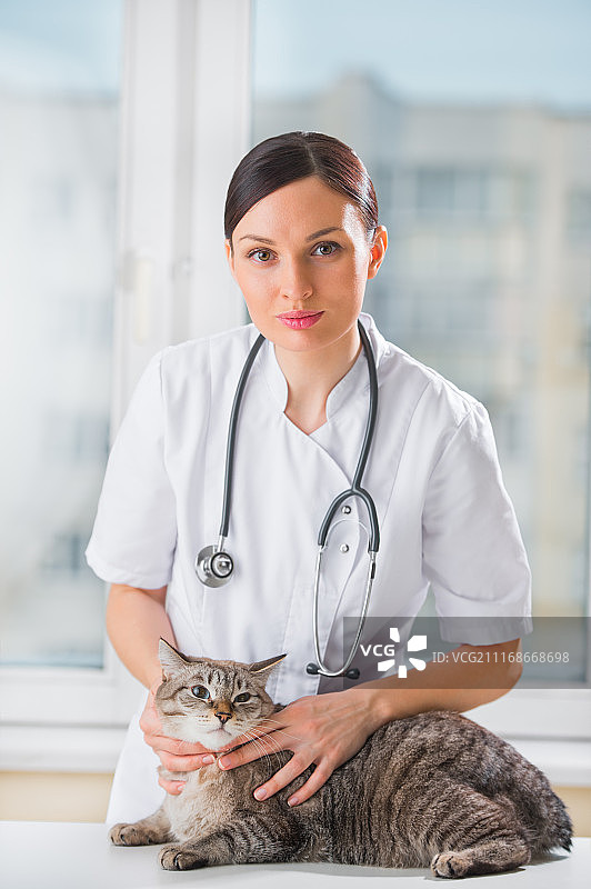 兽医在诊所安抚一只猫图片素材