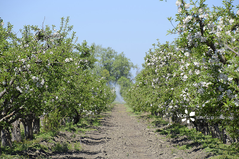 盛开的苹果园。成年树在苹果园开花。图片素材
