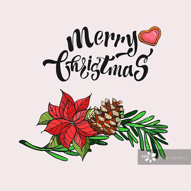 圣诞贺卡手绘。云杉枝，松果和一品红。图片素材