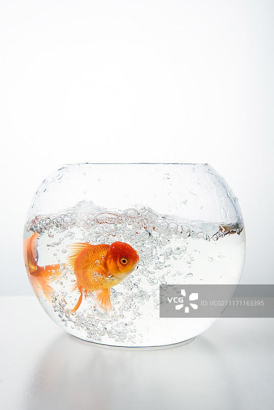 金鱼 透明鱼缸图片素材