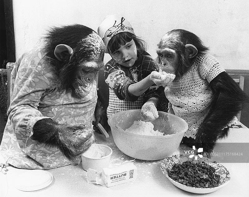 两只黑猩猩和一个正在烤蛋糕的女孩，英国，英国图片素材