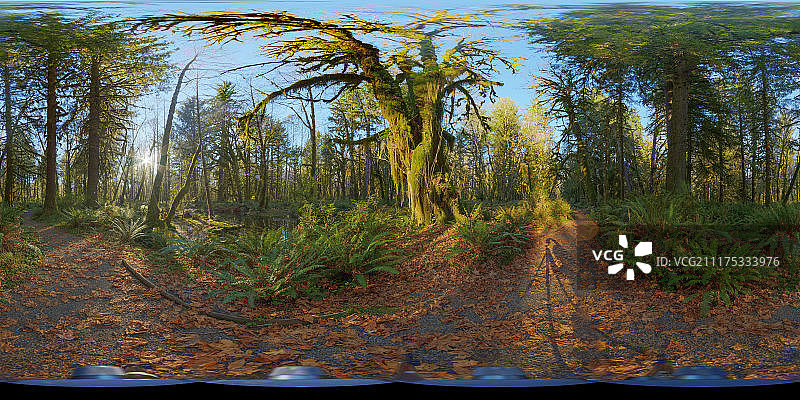 360°HDRI显示美国的绿色林地区域图片素材