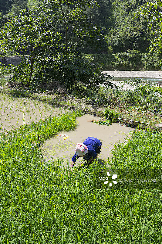 水稻种植，吉道古苗族村，凯里，中国，贵州省图片素材