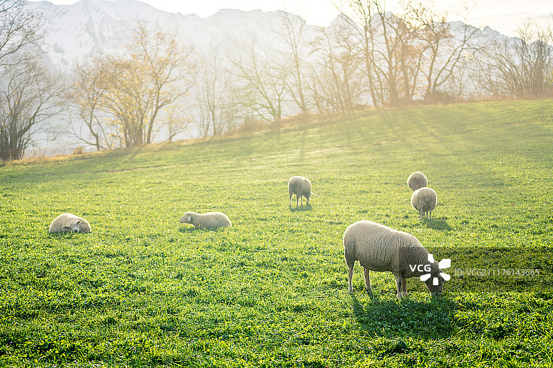日落中的羊群(瑞士)图片素材
