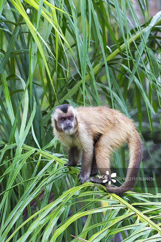 南美洲巴西南马托格罗索州一棵棕榈树上的丛生卷尾猴，黑帽卷尾猴或棕色卷尾猴(卷尾猴)图片素材