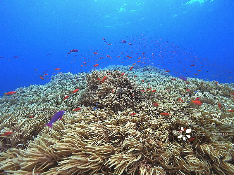 斐济礁图片素材