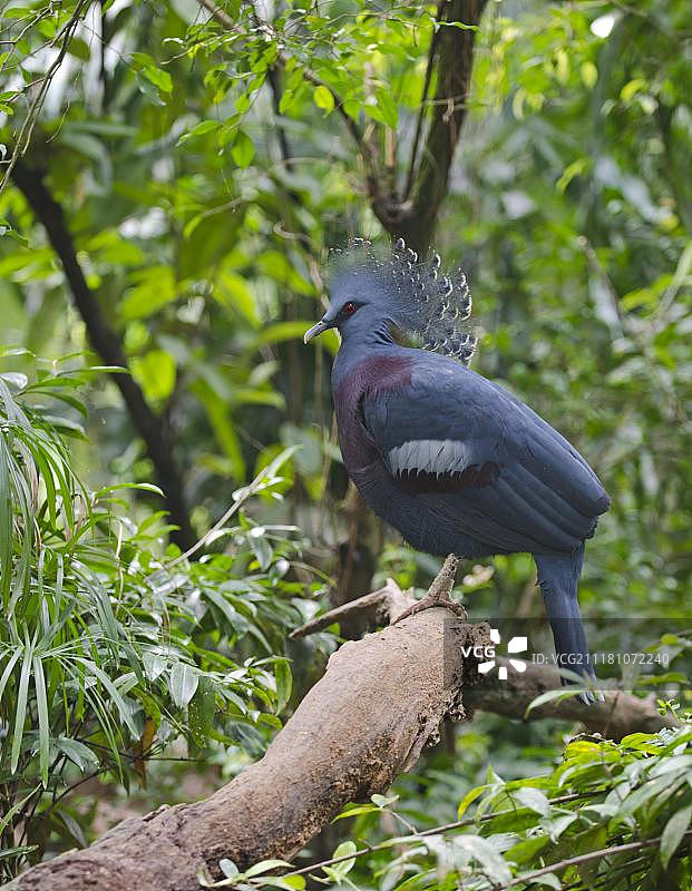 维多利亚冠鸽(古拉维多利亚)，俘虏，新几内亚图片素材