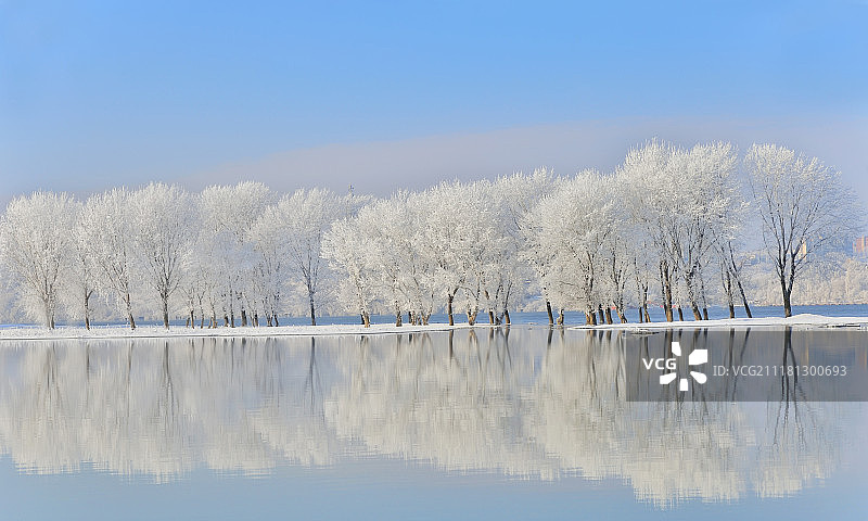 冬天的树上覆盖着霜冻图片素材