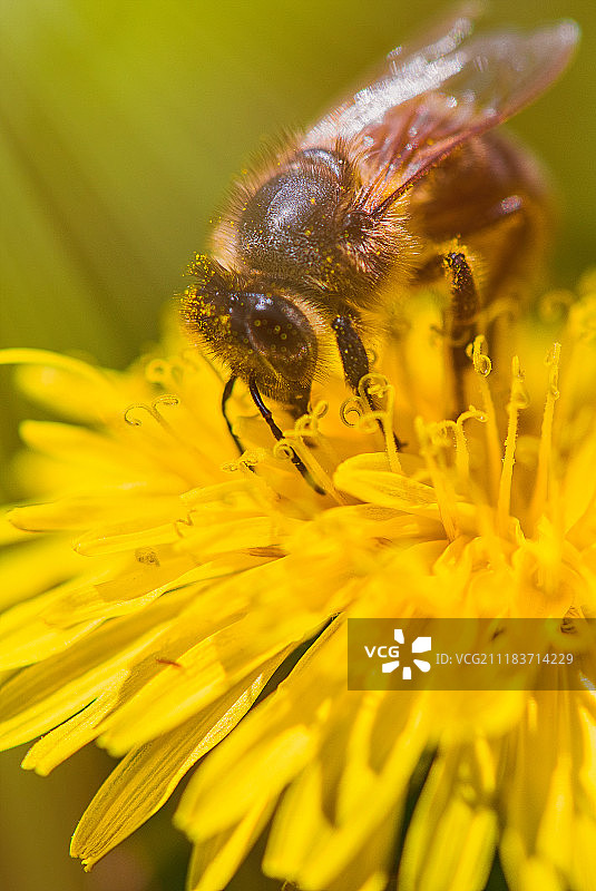 蒲公英上的蜜蜂-宏观图片素材