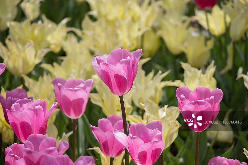 五颜六色的郁金香花在花园里盛开图片素材