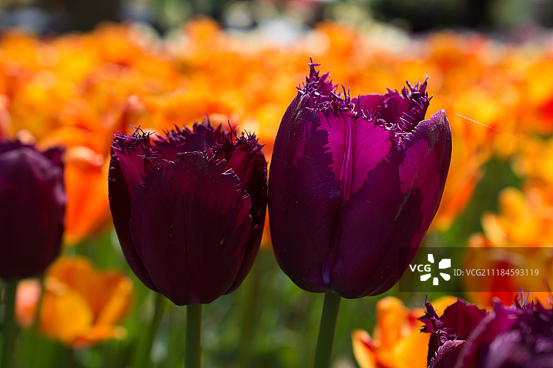 五颜六色的郁金香花在花园里盛开图片素材